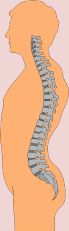The vertebral column