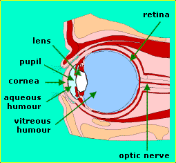 Anatomy of the human eye