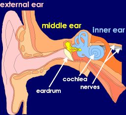 anatomy of the ear